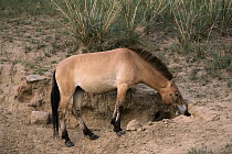 Przewalski's Horse (Equus ferus przewalskii) investigating burrow, Hustai National Park, Mongolia