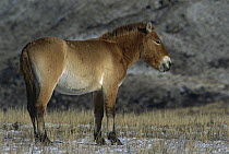 Przewalski's Horse (Equus ferus przewalskii), Khustain Nuruu Nature Reserve, Mongolia