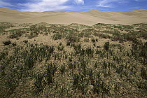 Vegetated dunes with pure sand dunes behind, Gobi Desert, Mongolia