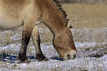 Przewalski's Horse (Equus ferus przewalskii) stallion grazing in winter, Mongolia