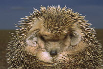 Long-eared Hedgehog (Hemiechinus auritus) rolled up in defensive posture, Gobi Desert, Mongolia
