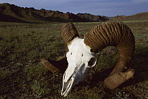 Argali (Ovis ammon) skull and horns, Gobi Desert, Mongolia