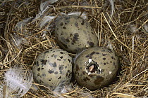 Herring Gull (Larus argentatus) egg hatching, Lake Hovsgol, Mongolia