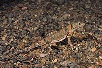 Toad-headed Agama (Phrynocephalus sp), Gobi Desert, Mongolia
