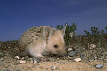Long-eared Hedgehog (Hemiechinus auritus), Gobi Desert, Mongolia