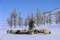 Domestic Sheep (Ovis aries) flock with shepherd in winter, Darkhad Depression, Mongolia