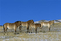 Przewalski's Horse (Equus ferus przewalskii) group in winter, Khustain Nuruu Nature Reserve, Mongolia