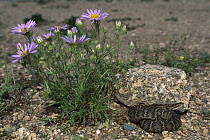 Halys Viper (Gloydius halys), Gobi Desert, Mongolia