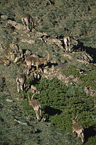 Alpine Ibex (Capra ibex) bachelor group, Gobi Desert, Mongolia