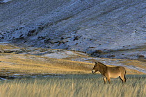 Przewalski's Horse (Equus ferus przewalskii) in winter, Khustain Nuruu Nature Reserve, Mongolia