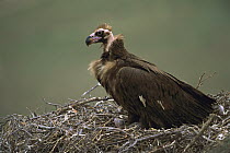 Eurasian Black Vulture (Aegypius monachus) in nest with chick, Gobi Desert, Mongolia