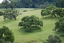 Coast Live Oak (Quercus agrifolia) group on hillside in spring, central California
