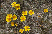California Poppy (Eschscholzia californica) flowers in coastal dunes, Asilomar State Beach, Pacific Grove, California