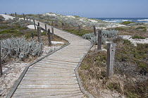 Boardwalk through coastal dunes, Asilomar State Beach, Pacific Grove, California