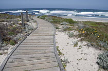 Boardwalk through coastal dunes, Asilomar State Beach, Pacific Grove, California