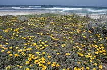 California Poppy (Eschscholzia californica) flowers in coastal dunes, Asilomar State Beach, Pacific Grove, California