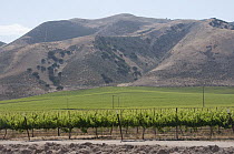 Vineyard near Greenfield, California