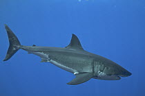 Great White Shark (Carcharodon carcharias) female with scars on head from mating, Guadalupe Island, Mexico