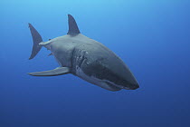 Great White Shark (Carcharodon carcharias) female with scars on head from mating, Guadalupe Island, Mexico