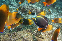 Whitecheek Surgeonfish (Acanthurus nigricans) in school of Clarion Angelfish (Holacanthus clarionensis), Revillagigedos Islands, Mexico