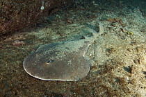 Giant Electric Ray (Narcine entemedor) hiding in sand, Revillagigedos Islands, Mexico