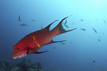Streamer Hogfish (Bodianus diplotaenia) male, Revillagigedos Islands, Mexico