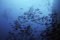 Cottonmouth Jack (Uraspis secunda) school swimming near seamount, Revillagigedos Islands, Mexico