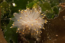 Cockscomb Nudibranch (Janolus barbarensis), Vancouver Island, British Columbia, Canada
