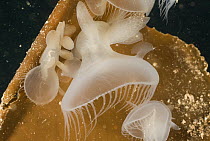 Lion Nudibranch (Melibe leonina) with hood extended as it feeds in the ocean current, Vancouver Island, British Columbia, Canada