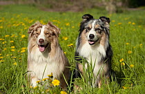 Australian Shepherd (Canis familiaris) males in field