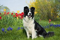 Border Collie (Canis familiaris) female with tulips