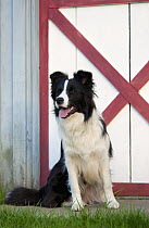 Border Collie (Canis familiaris) female at barn door