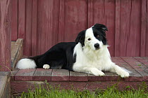 Border Collie (Canis familiaris) on porch