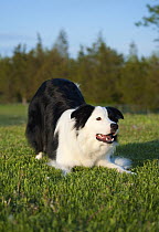 Border Collie (Canis familiaris) in play bow