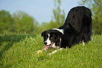 Border Collie (Canis familiaris) female in play bow