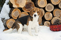 Beagle (Canis familiaris) puppy in snow by wood pile