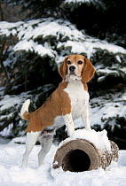Beagle (Canis familiaris) male in snow