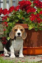 Beagle (Canis familiaris) puppy with flowers