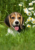 Beagle (Canis familiaris) puppy with daisies