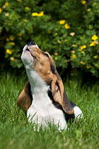 Beagle (Canis familiaris) puppy howling