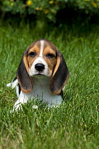 Beagle (Canis familiaris) puppy