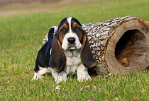 Basset Hound (Canis familiaris) puppy by log