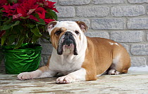 English Bulldog (Canis familiaris) male