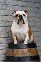 English Bulldog (Canis familiaris) male on barrel
