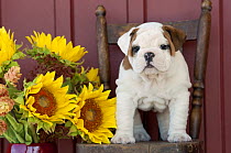 English Bulldog (Canis familiaris) puppy with sunflowers