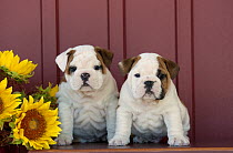English Bulldog (Canis familiaris) puppies with sunflowers