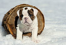 English Bulldog (Canis familiaris) puppy in snow
