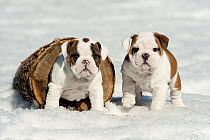 English Bulldog (Canis familiaris) puppies in snow