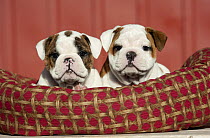English Bulldog (Canis familiaris) puppies in dogbed