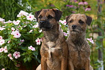 Border Terrier (Canis familiaris) males in garden